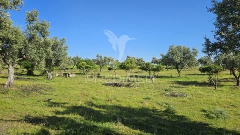 Monte alentejano 2.3 ha pavia, mora