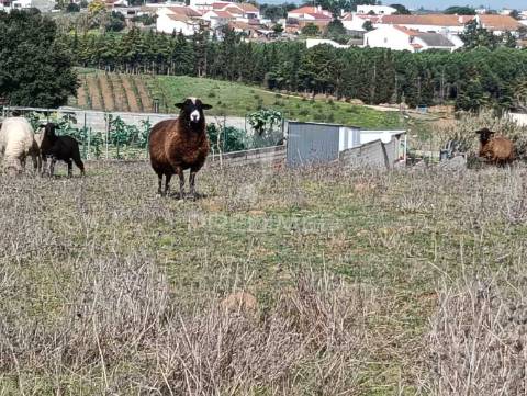 Terreno de 6.200m2 na lapa (cartaxo)