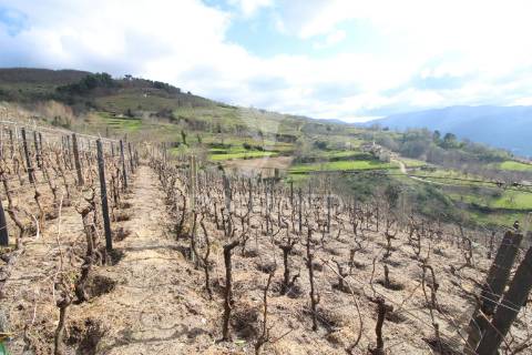 Quinta de encanto no douro