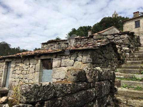 Oportunidade de investimento em macieira de alcôba, águeda