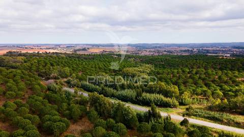 Herdades em são luís