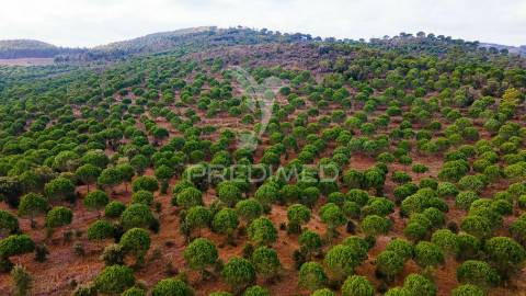 Herdades em são luís