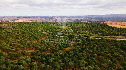 Herdades em são luís