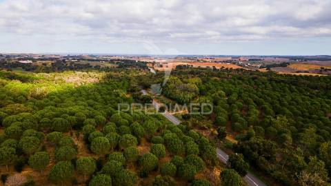 Herdades em são luís