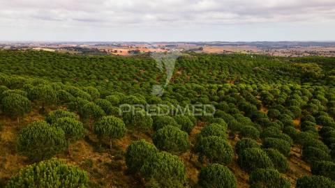 Herdades em são luís