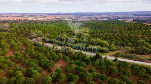 Herdades em são luís