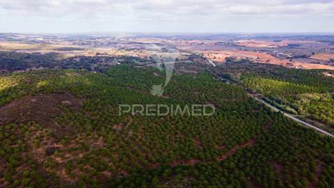 Herdades em são luís