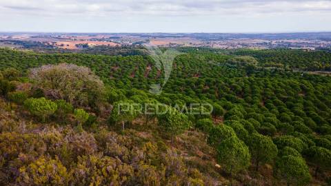 Herdades em são luís