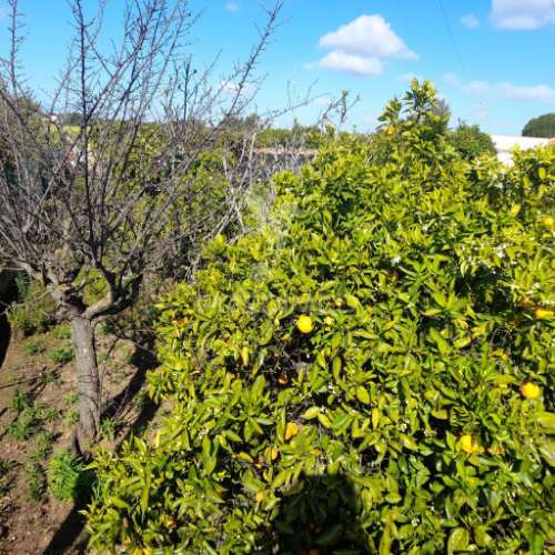 Dois terrenos rusticos com área 11400m2  na saida de faro