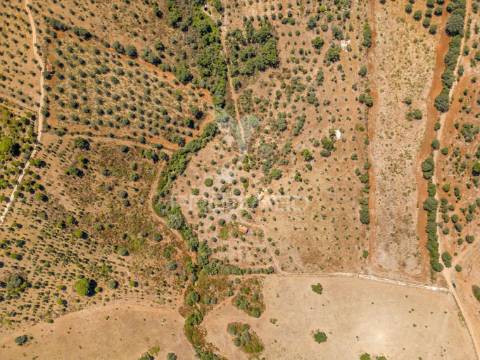 Monte alentejano em montargil
