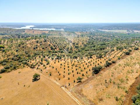 Monte alentejano em montargil
