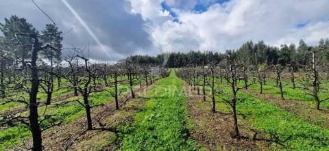 Fantástico terreno com árvores de fruto