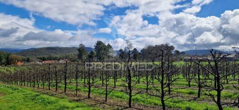 Fantástico terreno com árvores de fruto