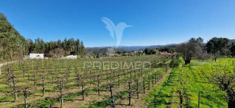 Fantástico terreno com árvores de fruto