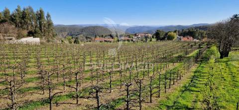 Fantástico terreno com árvores de fruto