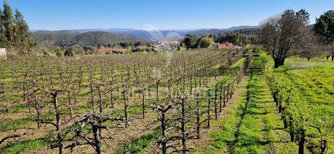 Fantástico terreno com árvores de fruto