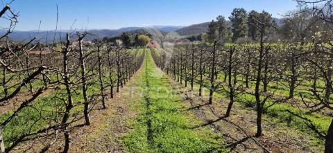 Fantástico terreno com árvores de fruto