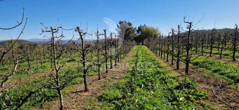 Fantástico terreno com árvores de fruto