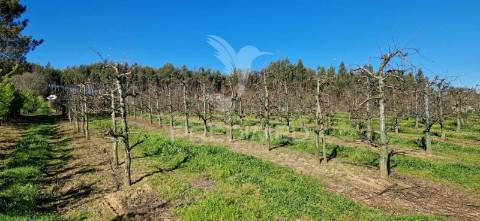 Fantástico terreno com árvores de fruto