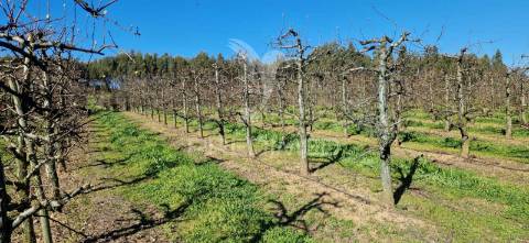 Fantástico terreno com árvores de fruto