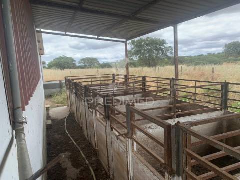 Herdade alentejana 53 hect (vedada)