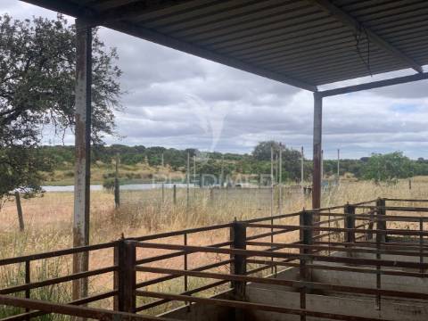 Herdade alentejana 53 hect (vedada)