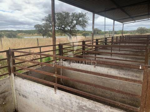 Herdade alentejana 53 hect (vedada)