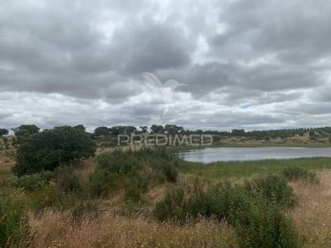 Herdade alentejana 53 hect (vedada)