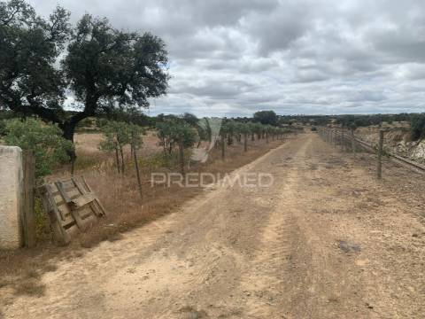Herdade alentejana 53 hect (vedada)