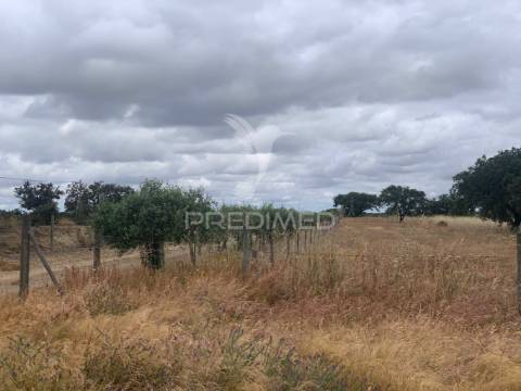 Herdade alentejana 53 hect (vedada)