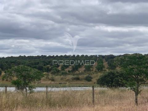 Herdade alentejana 53 hect (vedada)