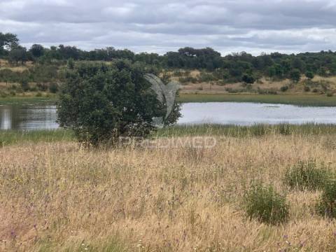 Herdade alentejana 53 hect (vedada)