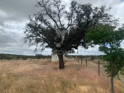 Herdade alentejana 53 hect (vedada)