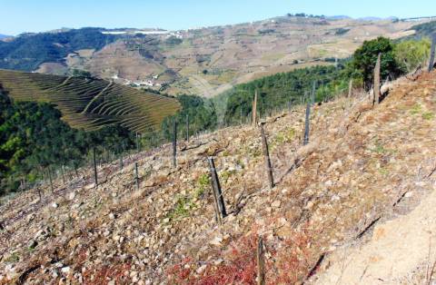 Propriedade c/ vinha e olival em abaças / vila real