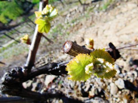 Propriedade c/ vinha e olival em abaças / vila real