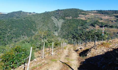 Propriedade c/ vinha e olival em abaças / vila real