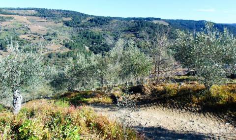 Propriedade c/ vinha e olival em abaças / vila real