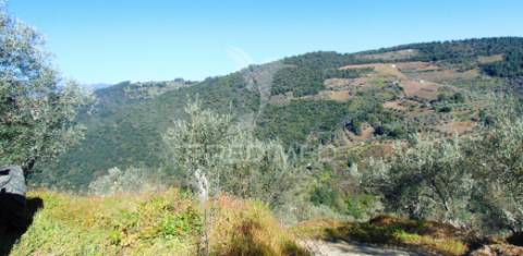 Propriedade c/ vinha e olival em abaças / vila real