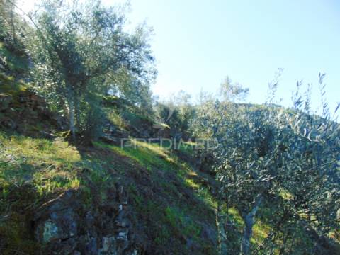 Propriedade c/ vinha e olival em abaças / vila real