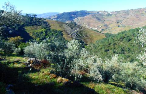 Propriedade c/ vinha e olival em abaças / vila real