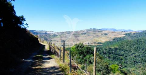 Propriedade c/ vinha e olival em abaças / vila real