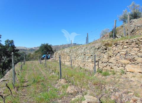 Propriedade c/ vinha e olival em abaças / vila real