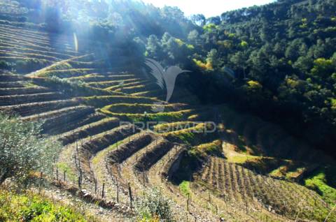 Propriedade c/ vinha e olival em abaças / vila real
