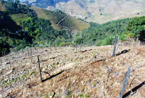 Propriedade c/ vinha e olival em abaças / vila real