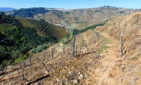 Propriedade c/ vinha e olival em abaças / vila real