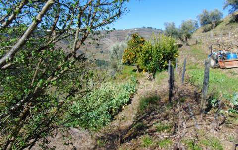 Propriedade c/ vinha e olival em abaças / vila real