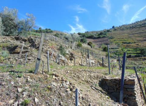 Propriedade c/ vinha e olival em abaças / vila real