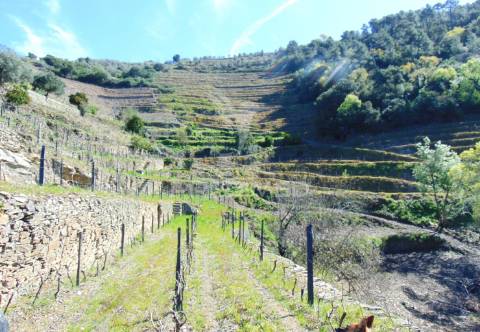 Propriedade c/ vinha e olival em abaças / vila real