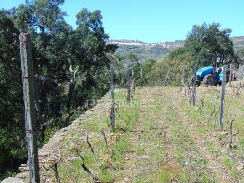 Propriedade c/ vinha e olival em abaças / vila real