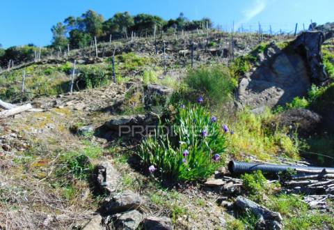Propriedade c/ vinha e olival em abaças / vila real